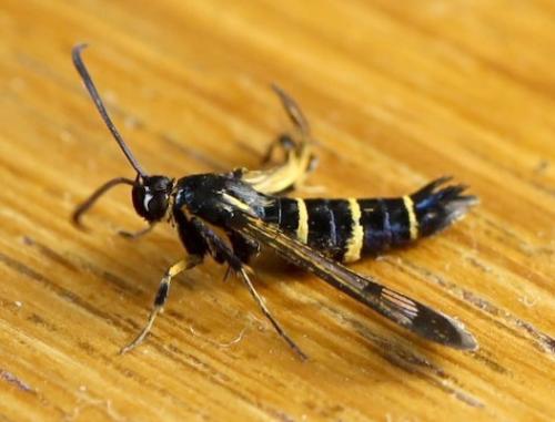 Réf. 304 162 : Synanthedon spuleri